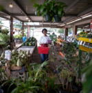 Woman shopping at a plant nursery with a basket